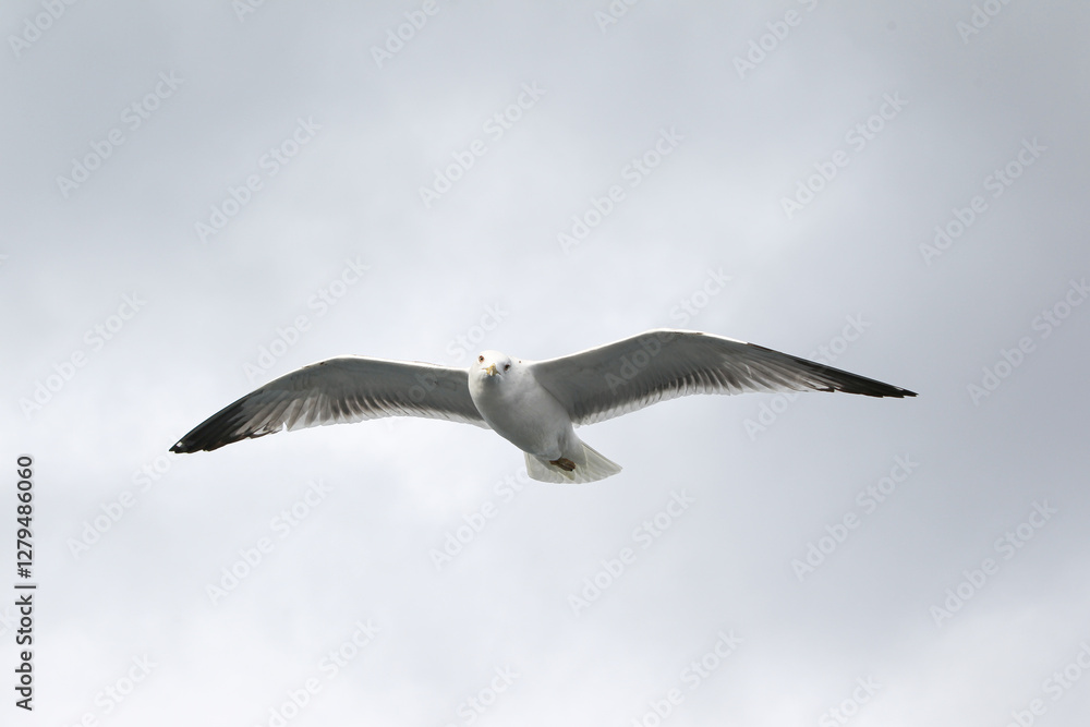 Feeding seagulls in flight. Seagull catches bread in the air. Seagull close-up in the gray sky on a cloudy day. Feeding seagulls in flight. Seagull catches bread in the air. Seagull close-up in the gray sky on a cloudy day.