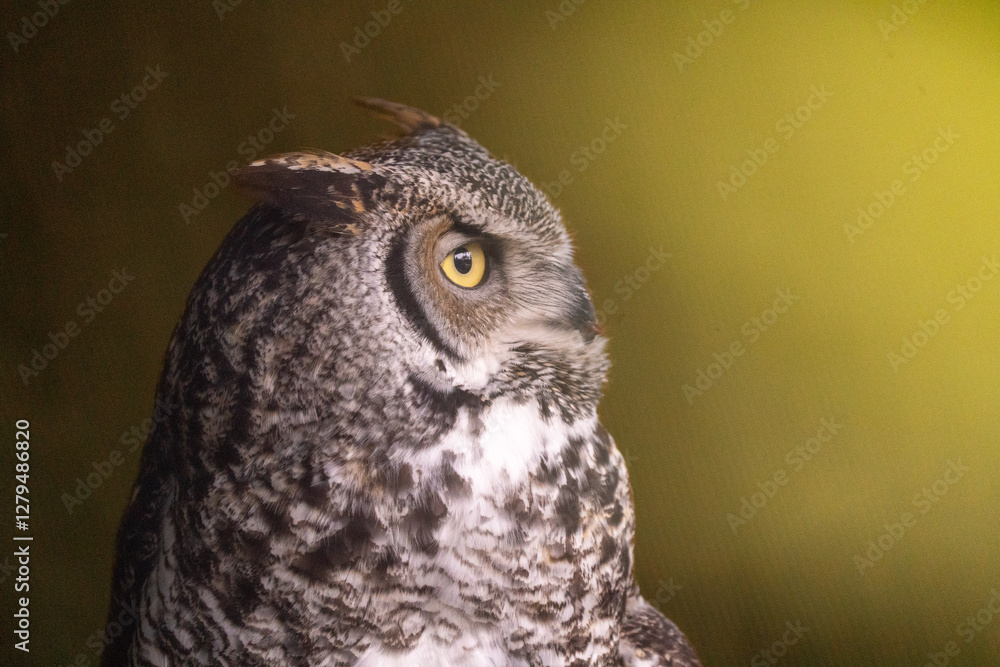 Obraz premium Close-up of a Great Horned Owl (Bubo virginianus). 