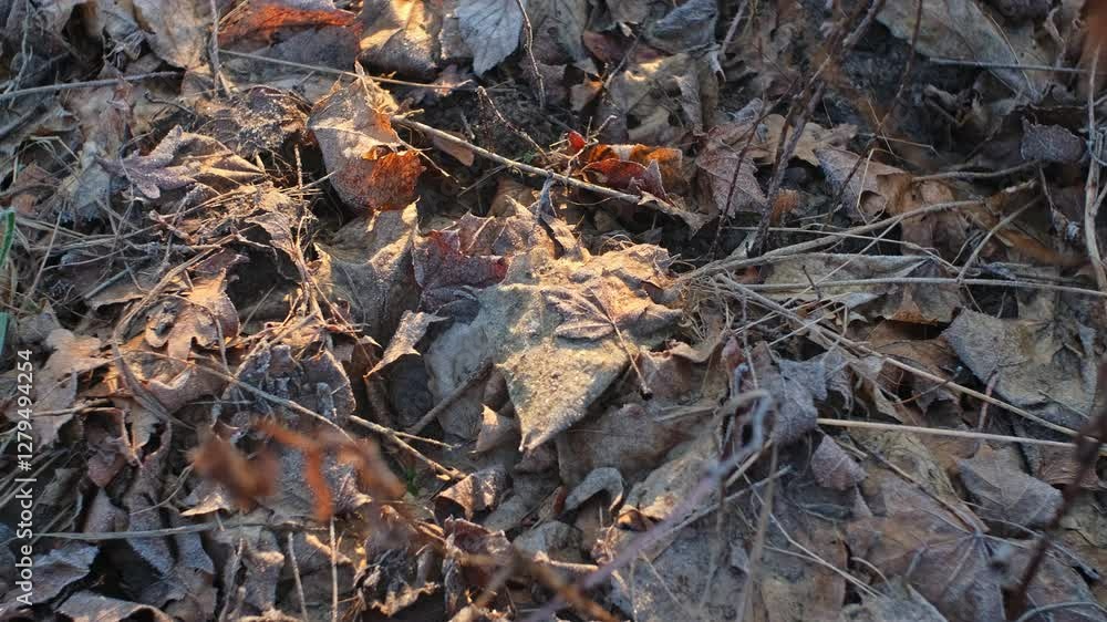 Hoarfrost Crystals on Wilted Withered Leaves and Grass on Cold Morning Hoarfrost Crystals on Wilted Withered Leaves and Grass on Cold Morning