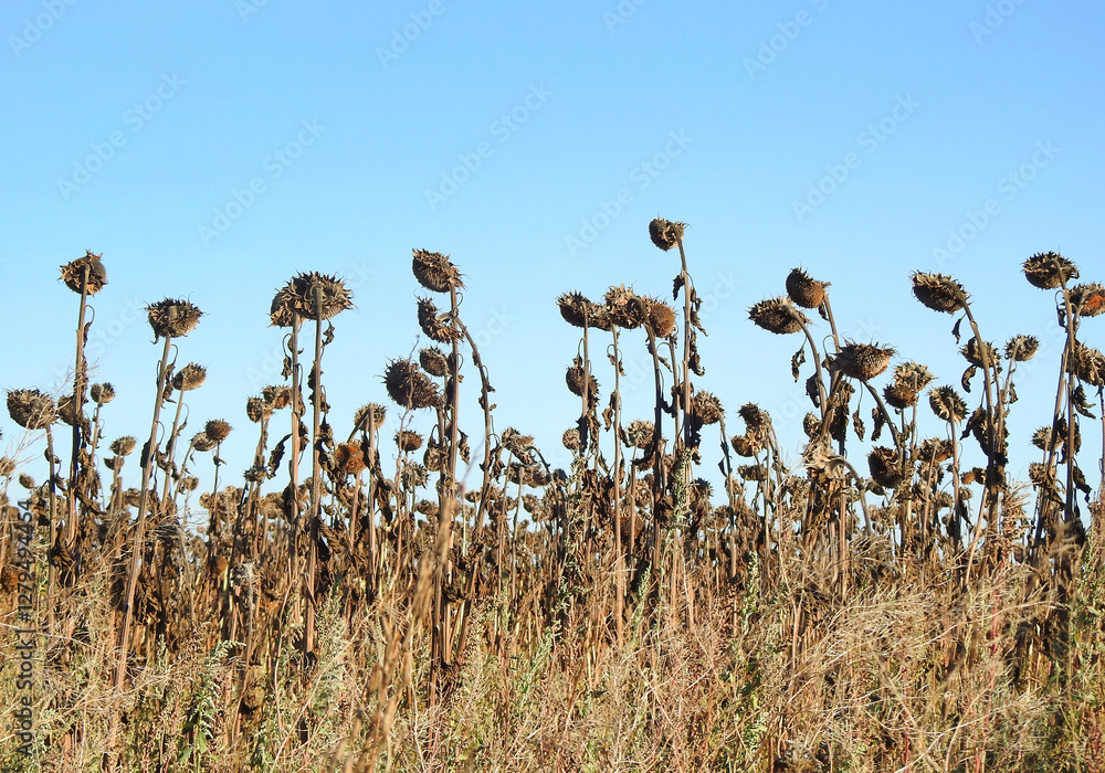 dried sunflower field