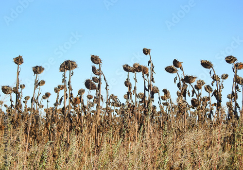 Obraz na płótnie dried sunflower field w salonie