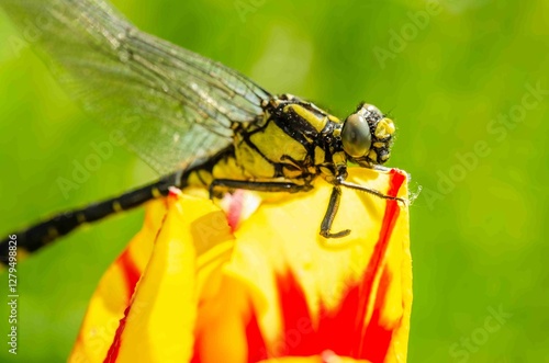 Dragonfly on a yellow and red flower bud.