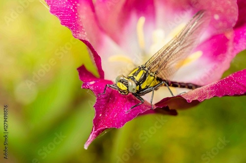 Dragonfly resting on flower bud with purple tulip.