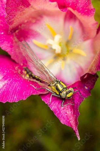 Dragonfly resting on flower bud with purple flowers.