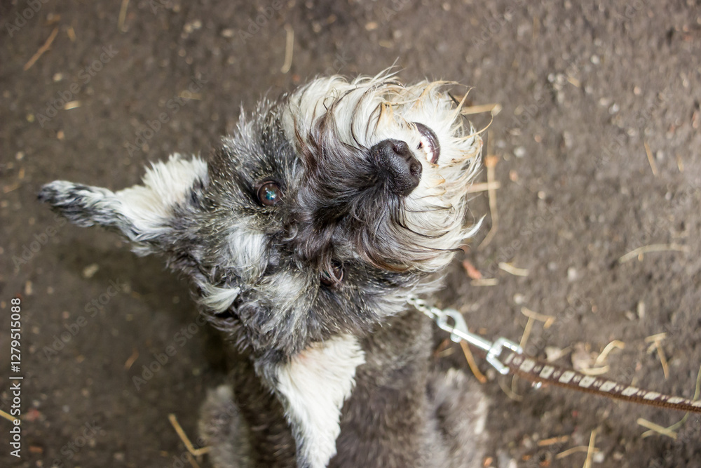 mini giant schnauzer looking up, gray, long hair, mustache, beard, miniature schnauzer, miniature, miniature, rough-haired pinscher, walk, pet mini giant schnauzer looking up, gray, long hair, mustache, beard, miniature schnauzer, miniature, miniature, rough-haired pinscher, walk, pet