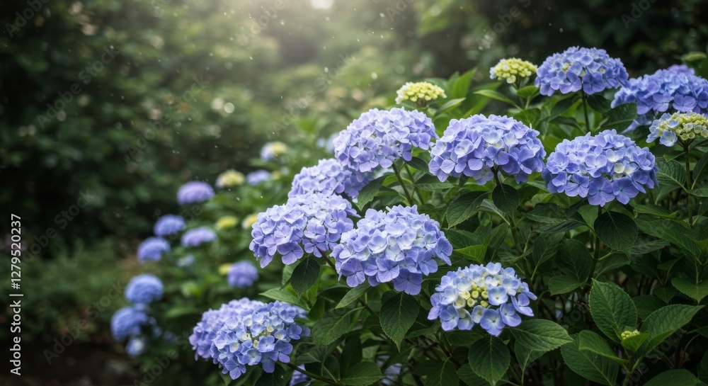 Serene Cluster of Blue Hydrangeas with Lush Green Foliage in Soft Sunlight Serene Cluster of Blue Hydrangeas with Lush Green Foliage in Soft Sunlight