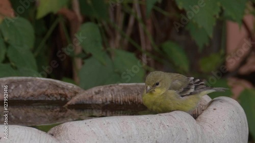 Lessor Goldfinch Drinking out of Bird Bath