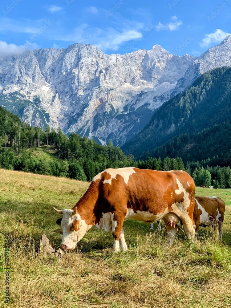 cows in the mountains cows in the mountains