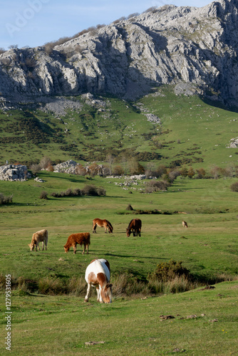 Horses and cows grazing in a beautiful setting in the Gorbea Natural Park in the Basque Cpuntry, Spain