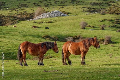Horses and cows grazing in a beautiful setting in the Gorbea Natural Park in the Basque Cpuntry, Spain