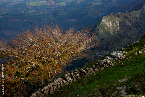 Spectacular beech trres in the Gorbea natural Park on a sunny autumn day