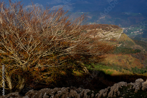Spectacular beech trres in the Gorbea natural Park on a sunny autumn day