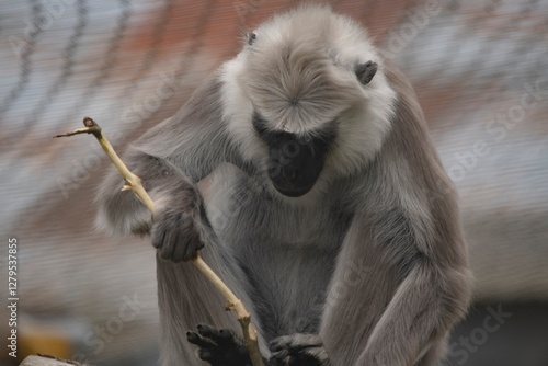 Wallpaper Mural The Northern Plains Gray Langur (Semnopithecus entellus), also known as the Sacred Langur, Bengal Sacred Langur and Hanuman Langur. Torontodigital.ca