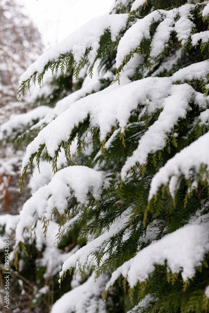 Close-up of coniferous tree branches. Winter snow-covered trees Close-up of coniferous tree branches. Winter snow-covered trees