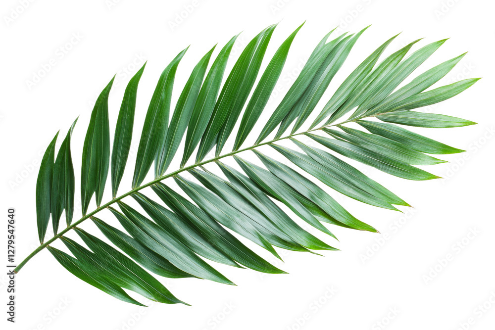 Lush green palm leaf placed on a white background Lush green palm leaf placed on a white background