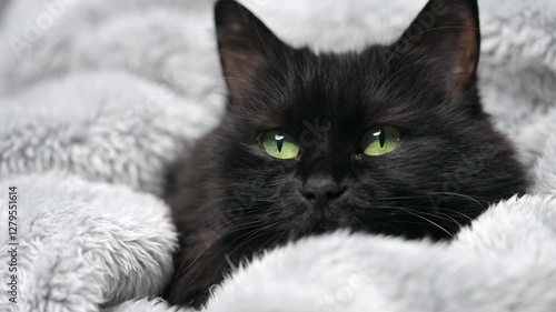 Wallpaper Mural Black fluffy cat with green eyes lies wrapped in a blanket. Halloween symbol Torontodigital.ca