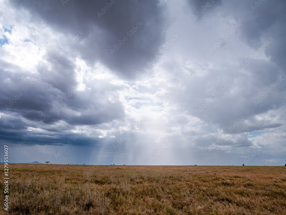 Thunderstorm atmosphere in the Serengeti. Thunderstorm atmosphere in the Serengeti.