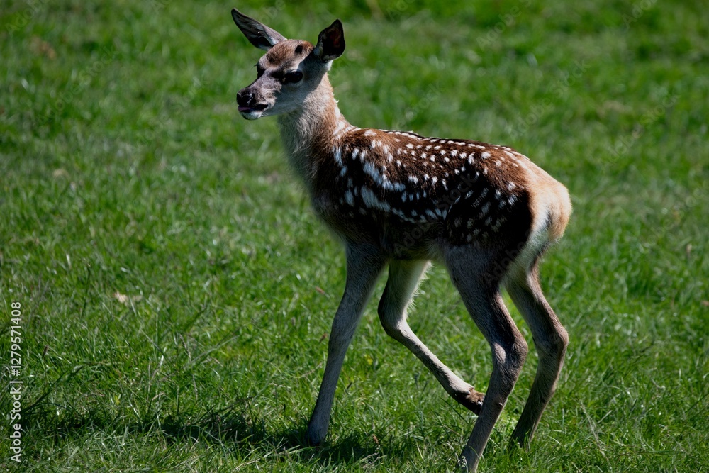 The Red Deer (Cervus elaphus). The Red Deer (Cervus elaphus).