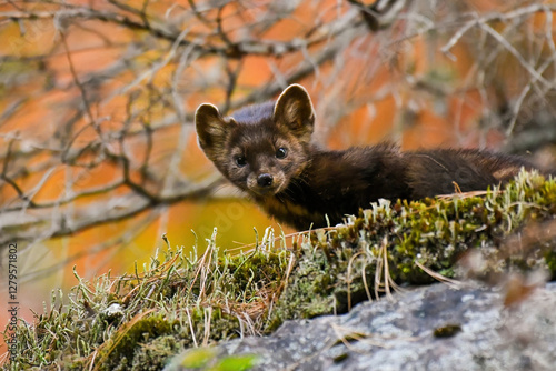 An American pine marten on a cliff looks down.