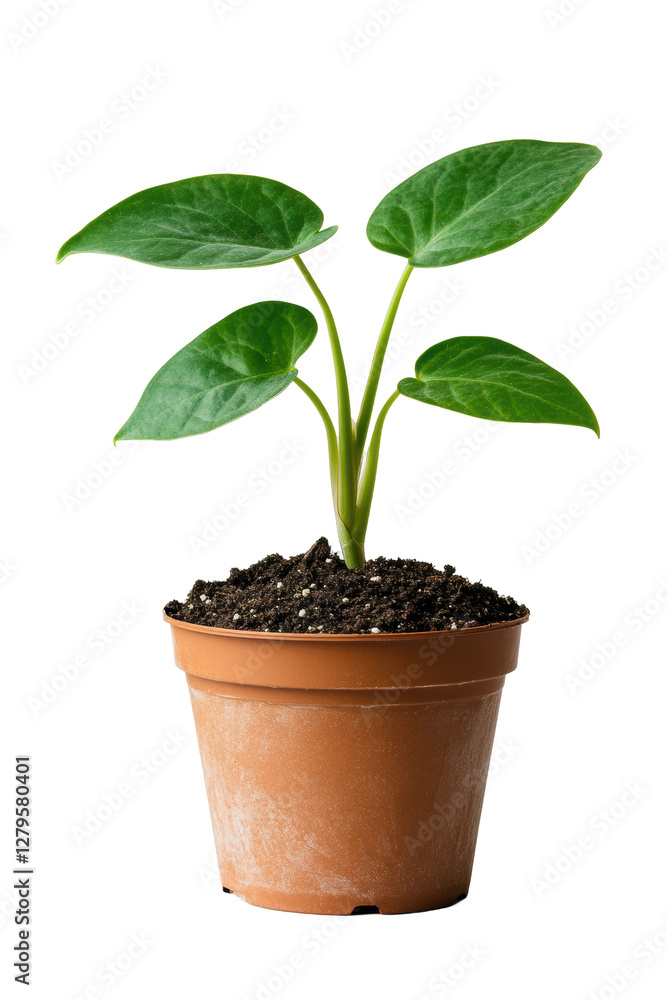 Isolated Potted Plant with Green Leaves Isolated Potted Plant with Green Leaves