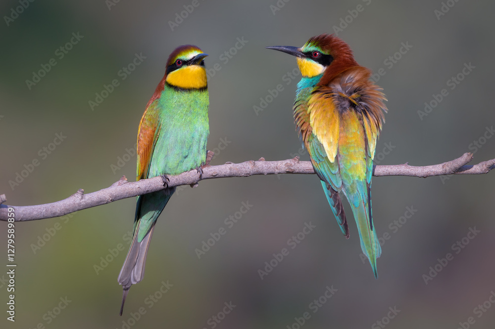 Abejaruco, bee-eater