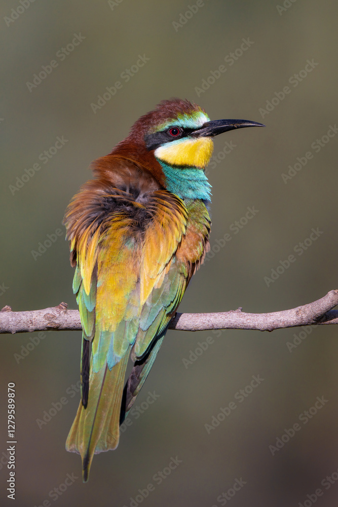 Fototapeta premium Abejaruco, bee-eater