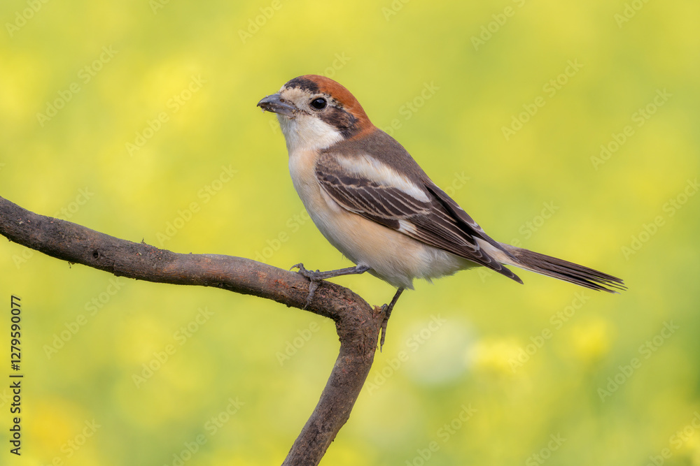 Fototapeta premium Alcauón comun hembra