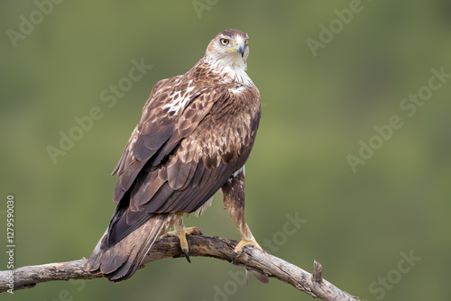 Aguila perdicera, aquila adalberti photo