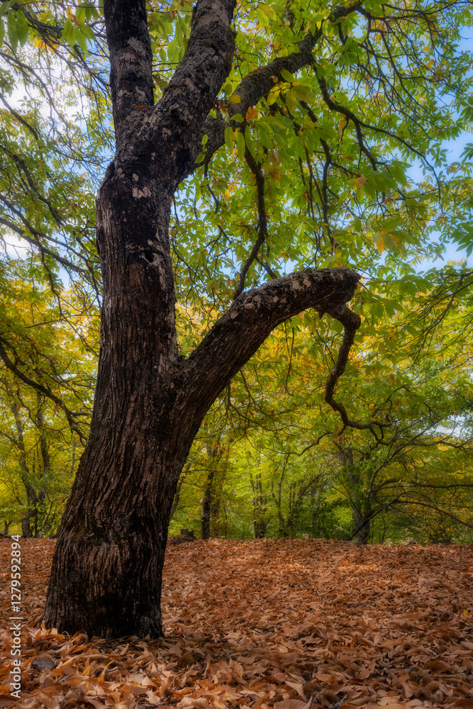 Fototapeta premium Arbol