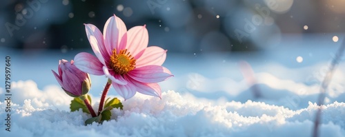 Coreus marginatus in winter on a white snow-covered flower, coreus marginatus, snow photo