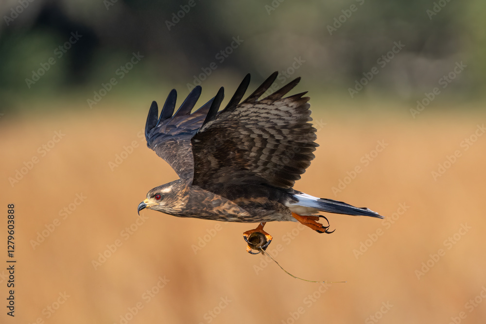 Fototapeta premium Female Snail KIte with Apple Snail. 