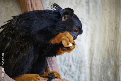 The Golden-Handed Tamarin (Saguinus midas), also known as the Red-Handed Tamarin or Midas Tamarin.