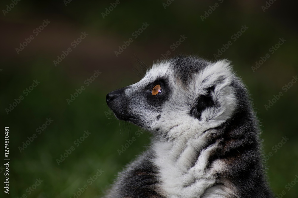 Fototapeta premium The Ring-Tailed Lemur (Lemur catta).
