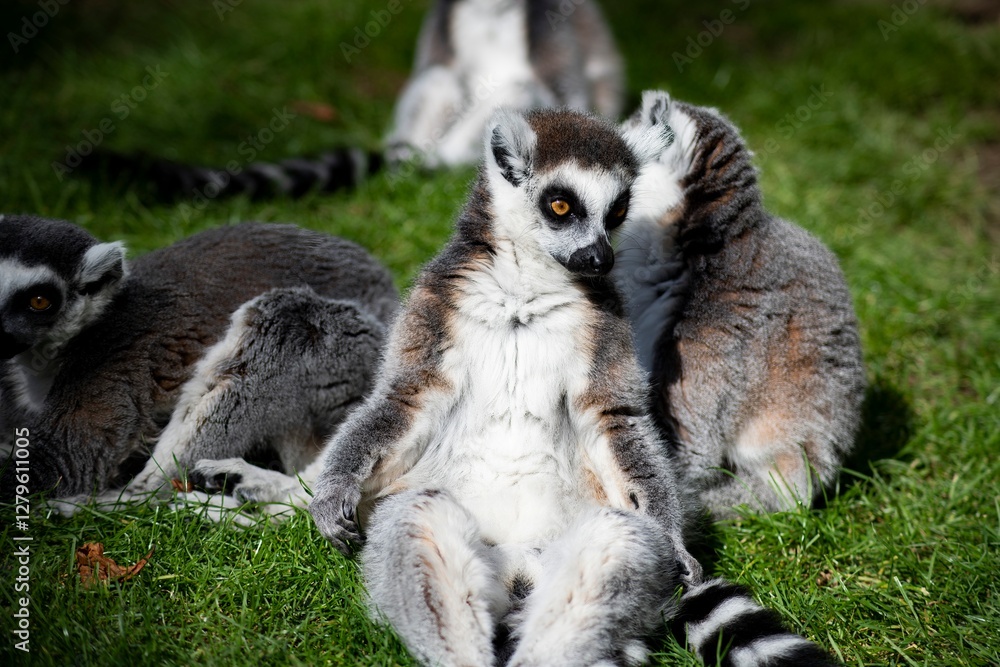 Fototapeta premium The Ring-Tailed Lemur (Lemur catta).