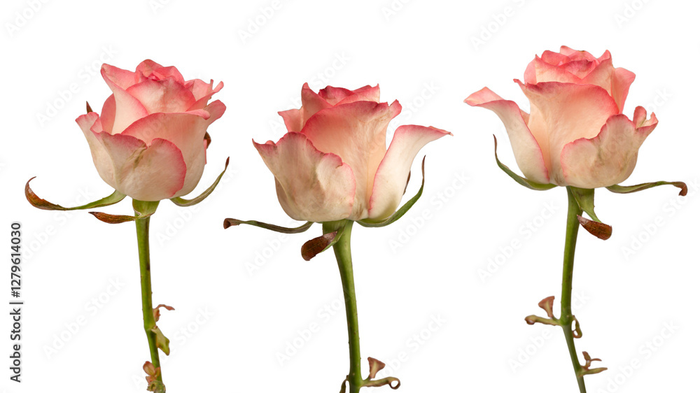 Obraz premium Pink and white beautiful rose isolated on a white background.