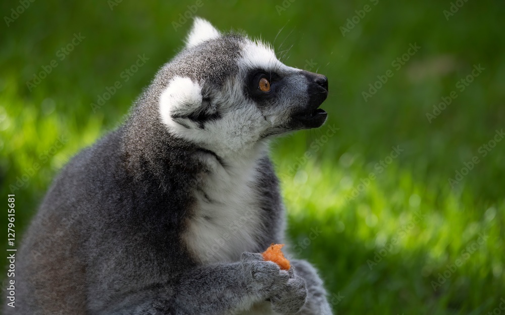 The Ring-Tailed Lemur (Lemur catta). The Ring-Tailed Lemur (Lemur catta).