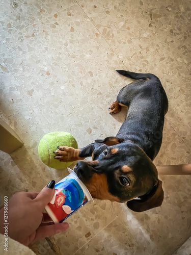 A dog is eating a blueberry yogurt from a cup
