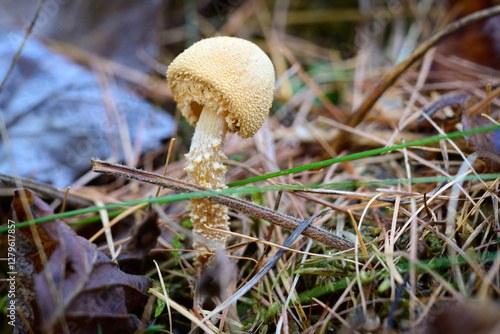 A beautiful Lepiota Magnispora or parasol mushroom