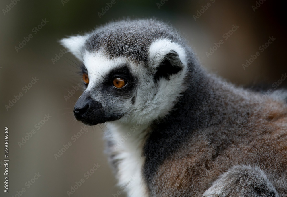 Fototapeta premium Lemur katta (Lemur catta).