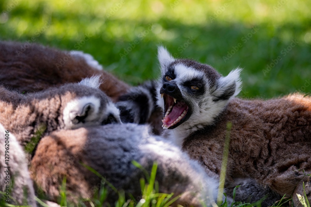 Obraz premium The Ring-Tailed Lemur (Lemur catta).