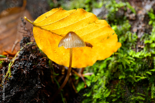 Small fungus with a yellow leaf in the background