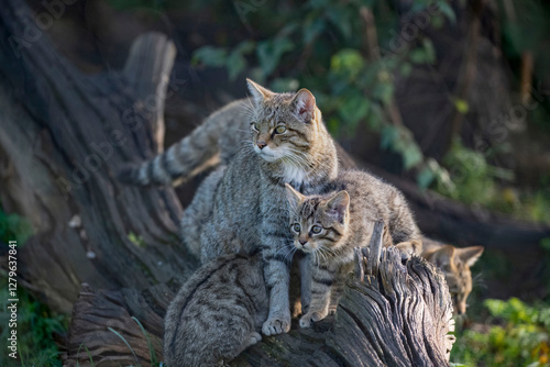 Scottish Wildcat (Felis silvestris silvestris) and kitten. 
