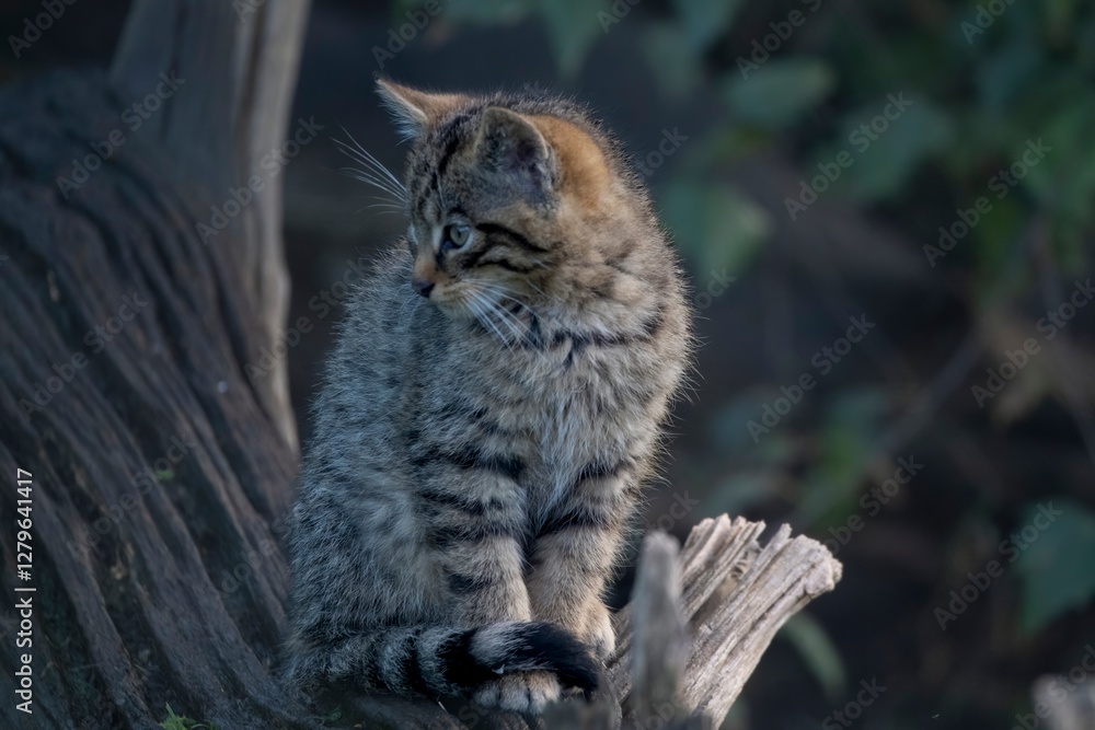 Scottish Wildcat (Felis silvestris silvestris) kitten. Scottish Wildcat (Felis silvestris silvestris) kitten.