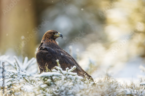 male golden eagle (Aquila chrysaetos) like a king of birds in the winter forest photo