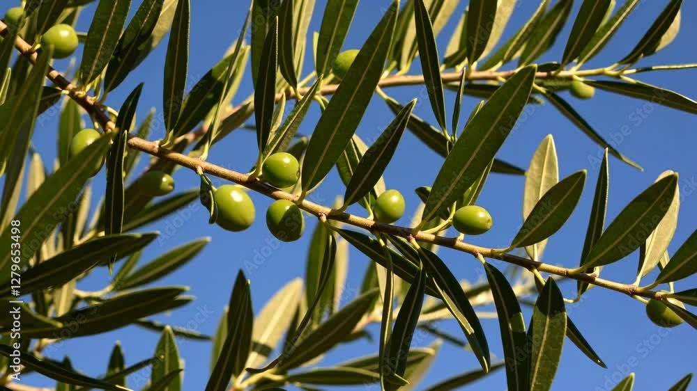 Close-up video of olive branches with green olives against a clear blue sky, captured from a low angle, emphasizing natural growth and vitality. Close-up video of olive branches with green olives against a clear blue sky, captured from a low angle, emphasizing natural growth and vitality.