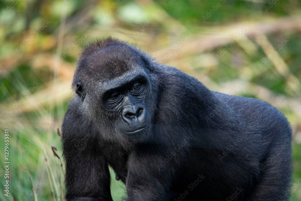 The Western Lowland Gorilla (Gorilla gorilla gorilla). The Western Lowland Gorilla (Gorilla gorilla gorilla).