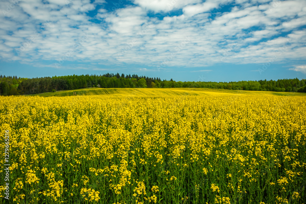 Canola (Rapeseed) Field in full yellow Bloom with Forest on Background under blue Summer Sky Canola (Rapeseed) Field in full yellow Bloom with Forest on Background under blue Summer Sky