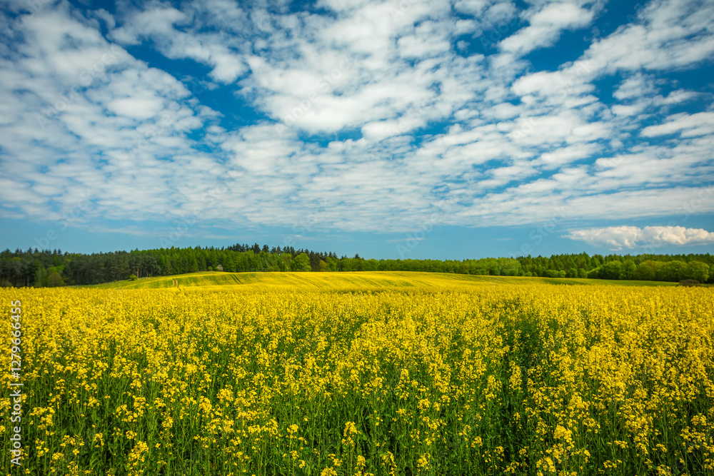 Canola (Rapeseed) Field in full yellow Bloom with Forest on Background under blue Summer Sky Canola (Rapeseed) Field in full yellow Bloom with Forest on Background under blue Summer Sky