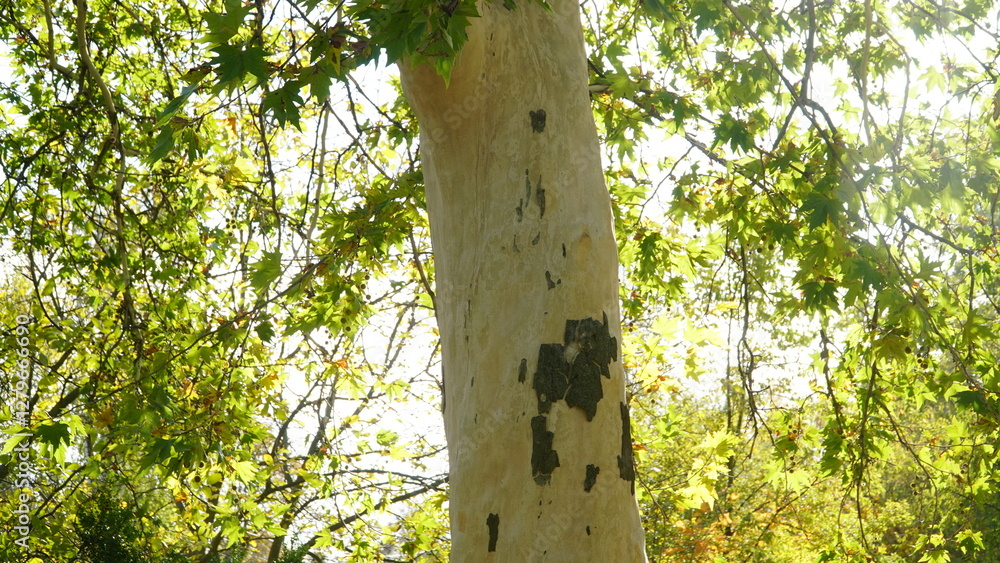 Fototapeta premium The trunk, bark, leaves and fruits of Platanus occidentalis, also known as the American, London plane tree. Bark of the sycamore tree. Maple. Sycamore. Different colors of the tree trunk. Platan. n
