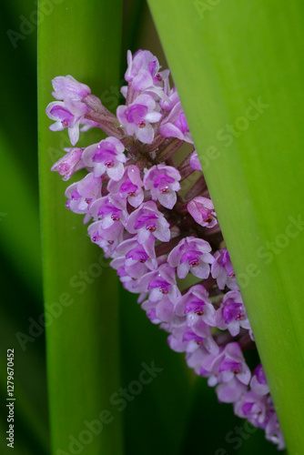 bottlebrush orchid photo